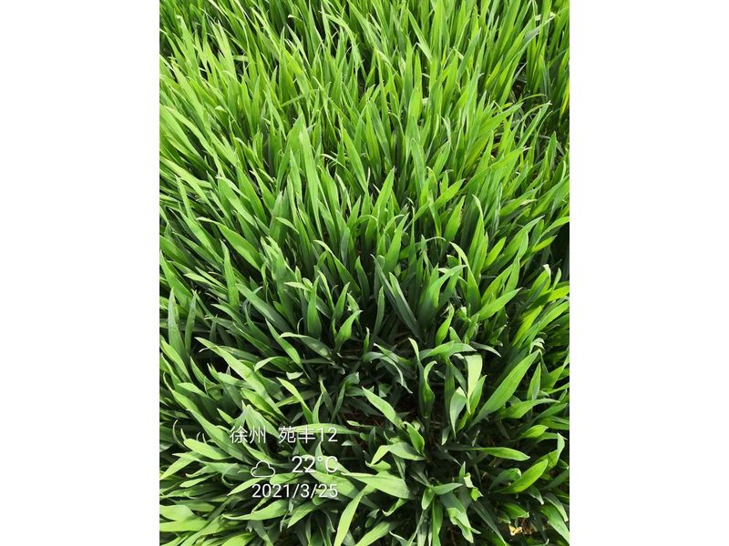 苑豐12，徐州試驗(yàn)大田