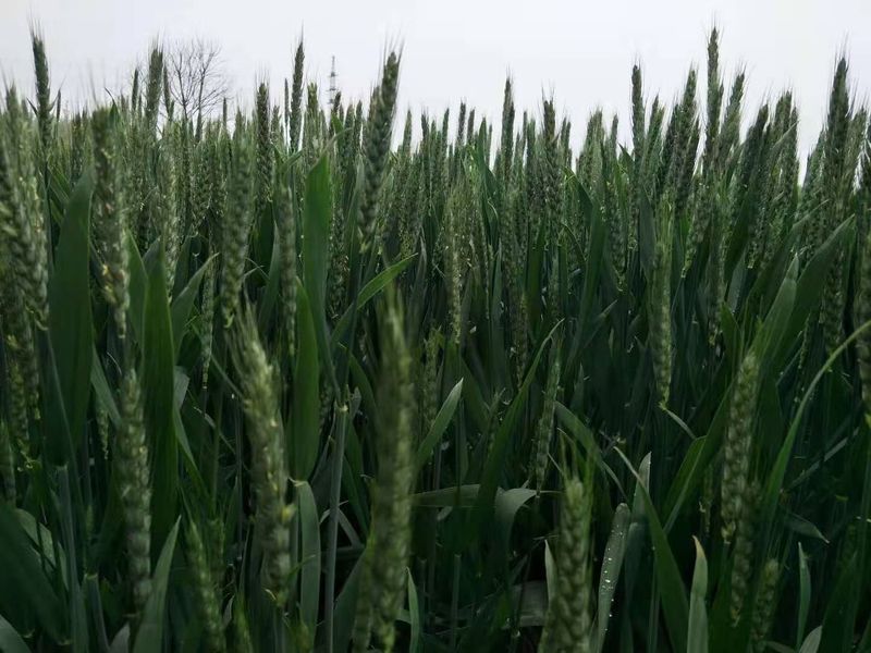 安徽臨泉，苑豐12，大田表現(xiàn)