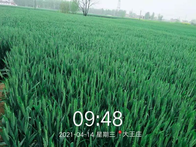 安徽臨泉，苑豐12，大田表現(xiàn)